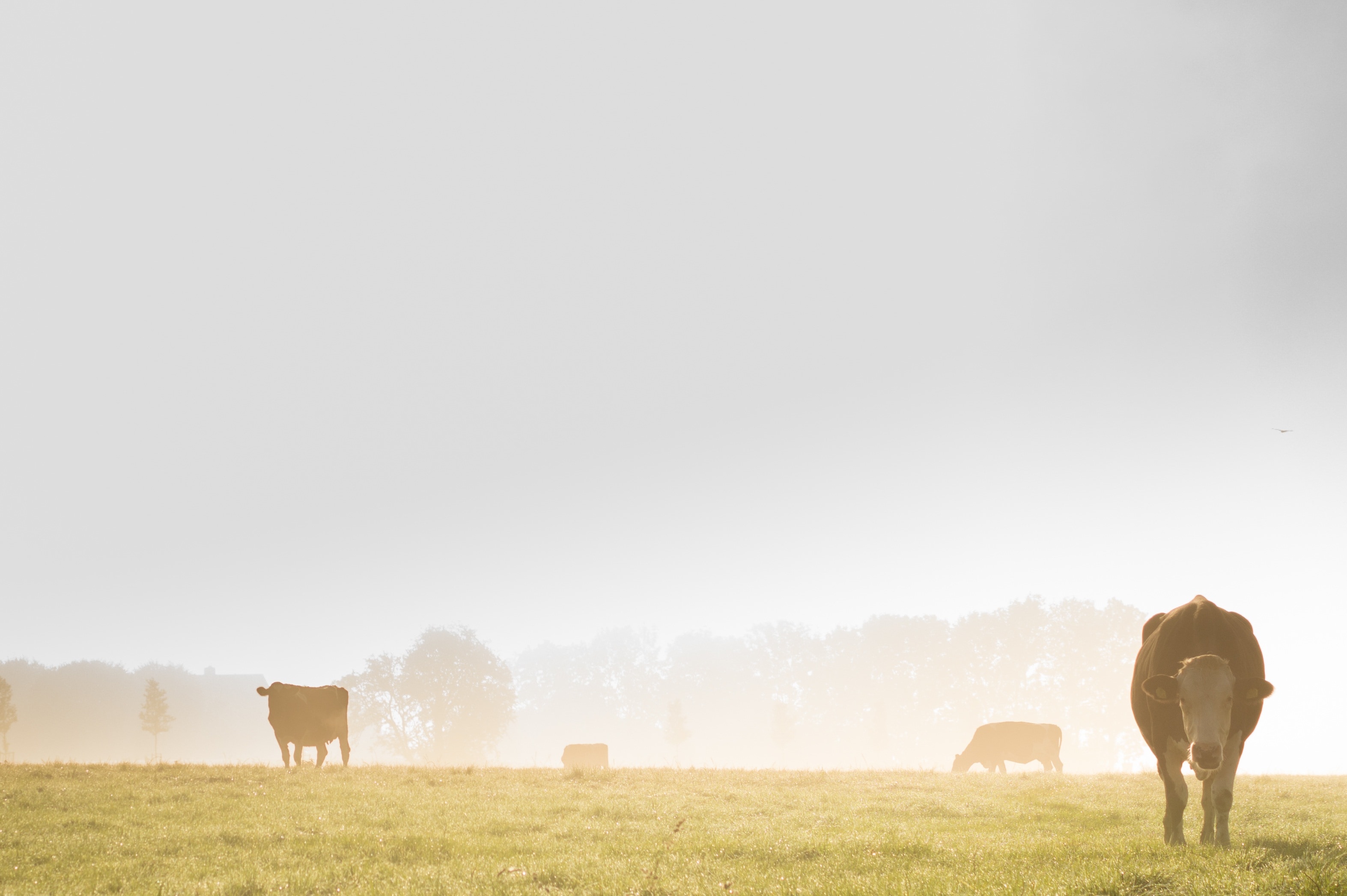 https://www.centroveterinariosanmartino.it/wp-content/uploads/2018/11/mist-cows-landscape-fog-pasture-wallpaper.jpg
