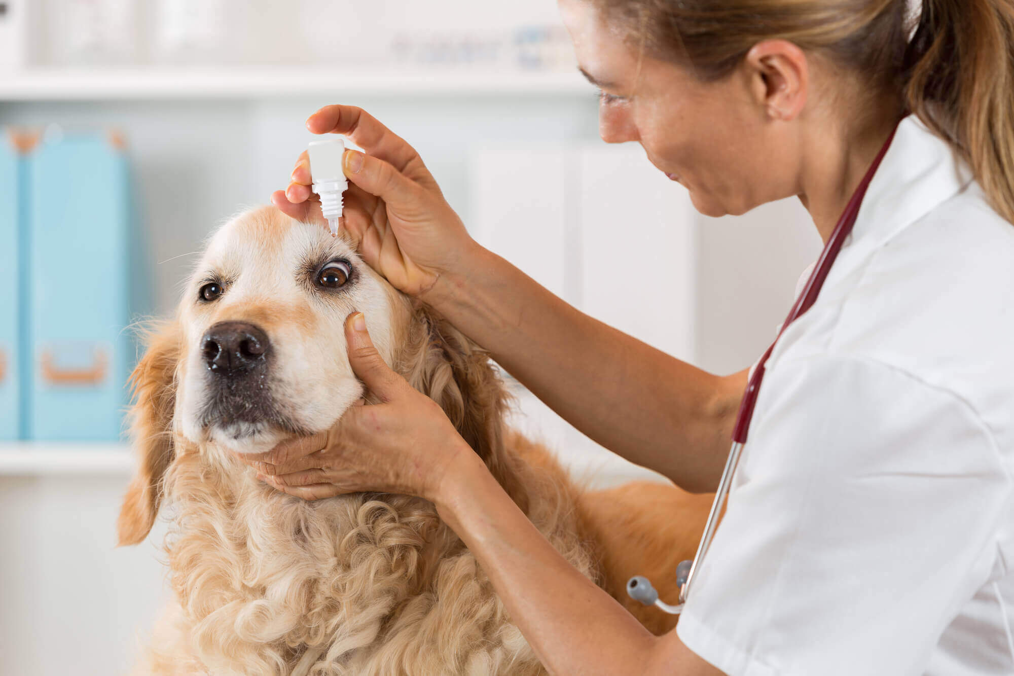 https://www.centroveterinariosanmartino.it/wp-content/uploads/2019/03/oftalmologia-veterinaria-como-prevenir-os-problemas-do-seu-cao.jpeg