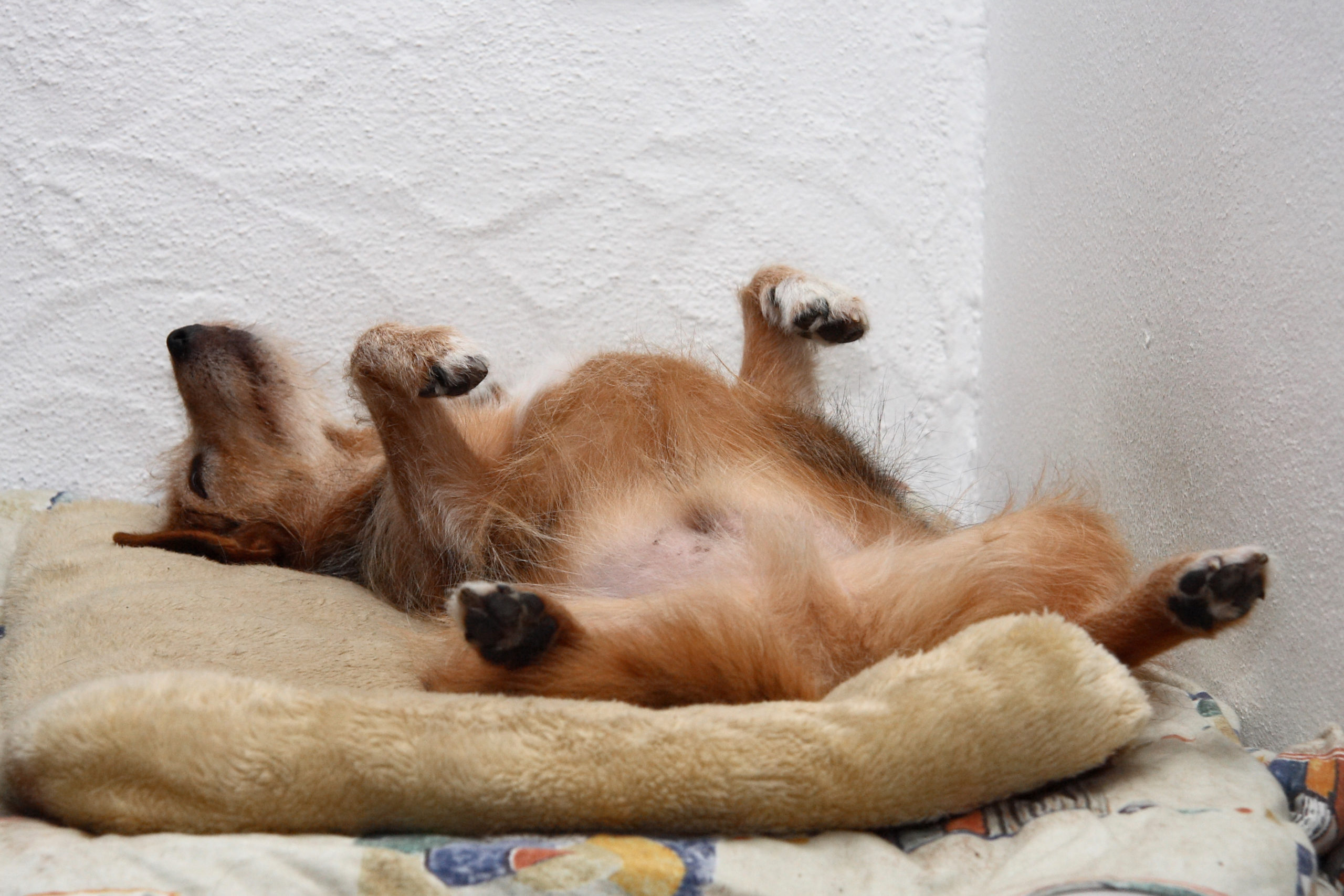 https://www.centroveterinariosanmartino.it/wp-content/uploads/2019/04/Sleeping_dog_98a-scaled.jpg