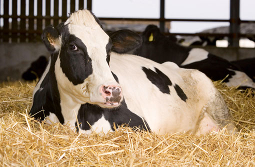 cow-laying-on-straw.jpg