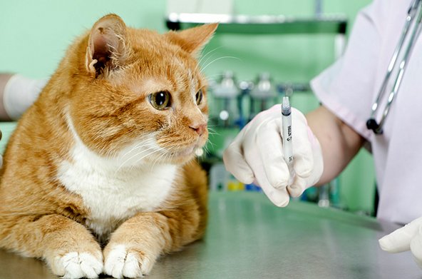 cat-sitter-milano-vaccino-gatti.jpg