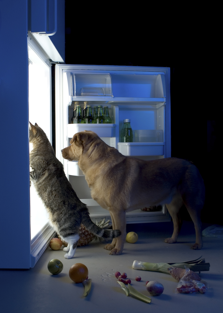 cane-e-gatto-e-frigorifero.jpg