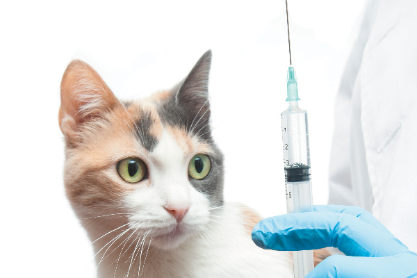 Service-Vaccines-for-Cats-1.jpg