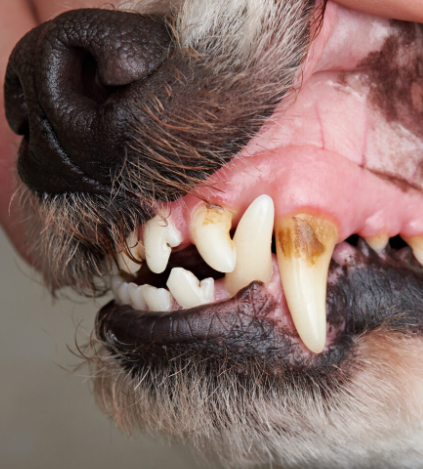 denti-cani.png