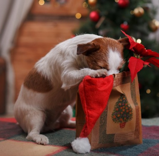 cane-e-natale-cioccolato-rischio-intossicazione.jpg