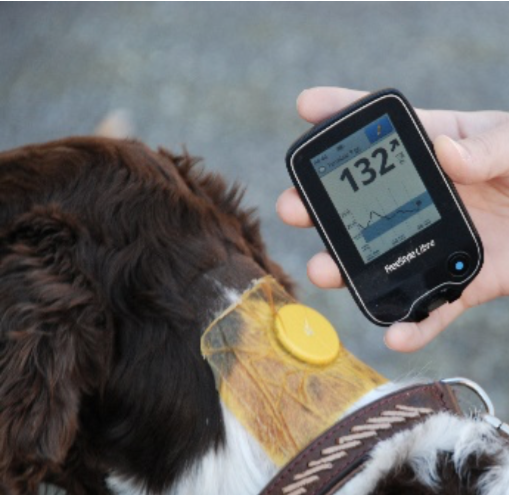 monitoraggio-diabete-cane-italia.png