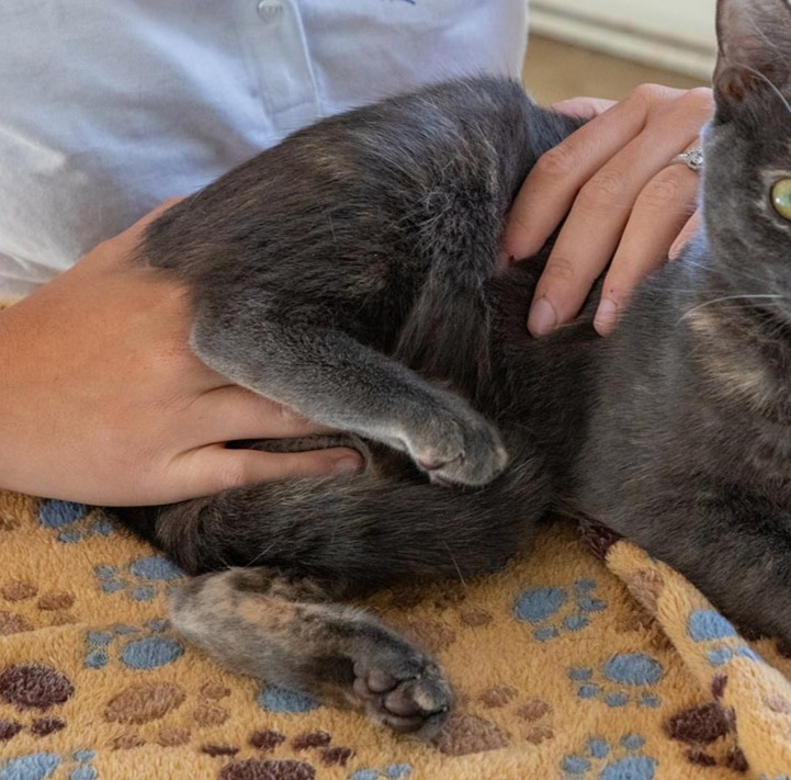 osteopatia-gatto-seduta-centro-veterinario.jpg