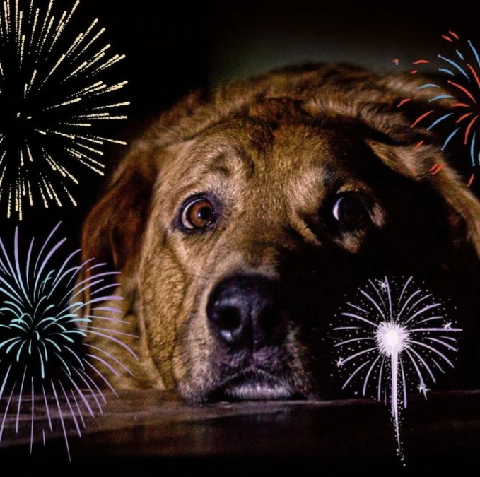 paura-cane-e-fuochi-artificio.png