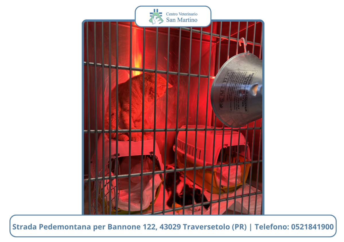 Castrazione-e-Sterilizzazione-Gatto-e-Gatta-CVSM-e1780436366481-1200x845.png