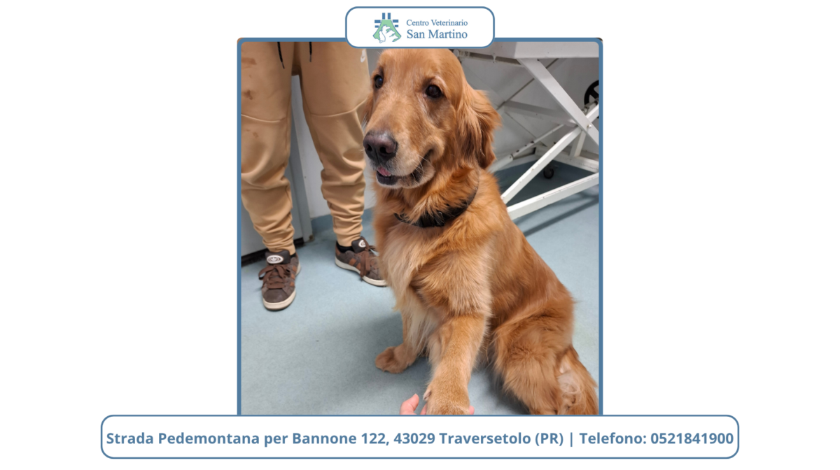 Check-up-del-cane-e-del-gatto-anziano-CVSM-e1780436591790-1200x672.png