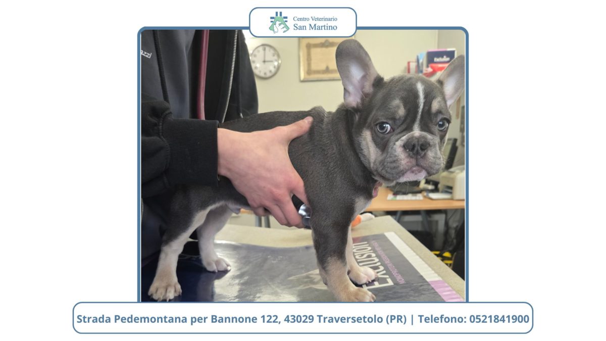 Come-abituare-cani-e-gatti-alla-visita-veterinaria-1200x675.jpg