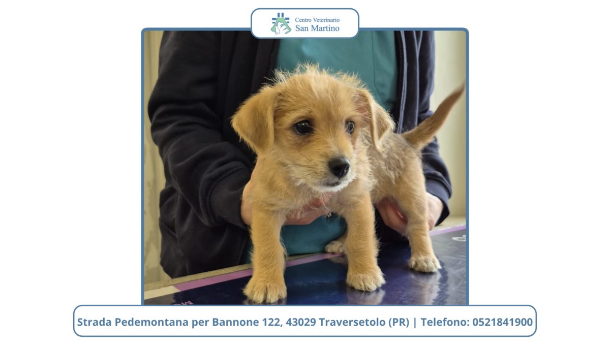 Prima-visita-del-cucciolo-CVSM-e1780436675661-1200x679.png