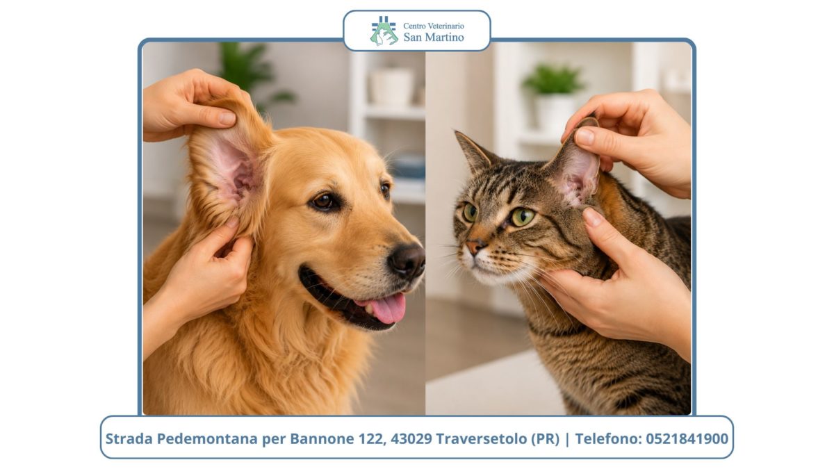 Igiene-Auricolare-nel-cane-e-nel-gatto-1200x675.jpg