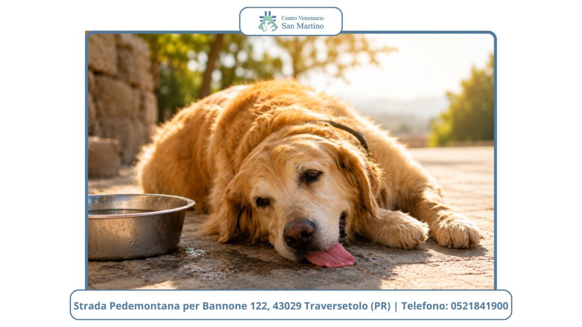 Colpo-di-Calore-Estivo-nel-CANE-CVSM-1200x675.jpg