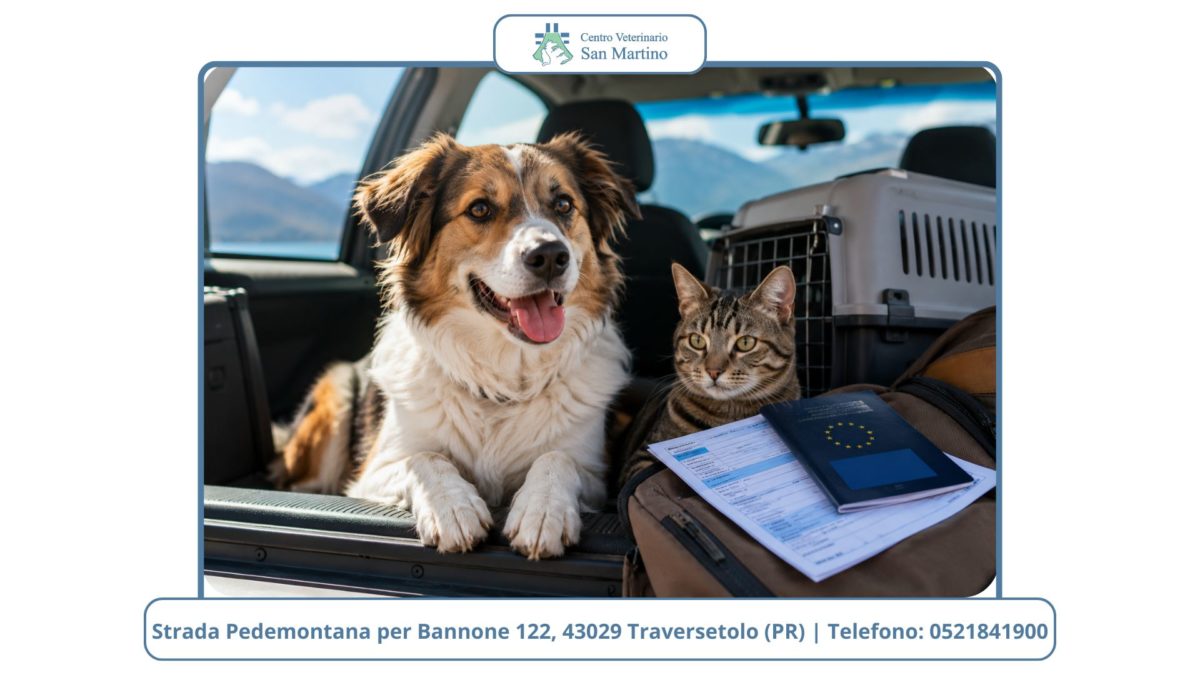 Viaggiare-in-sicurezza-con-cani-e-gatti-1200x675.jpg