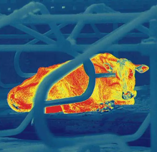 vacca-termocamera-2.png