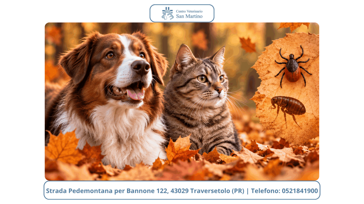 IMMAGINI-BLOG-CVSM-CON-BANNER-4-1200x675.png